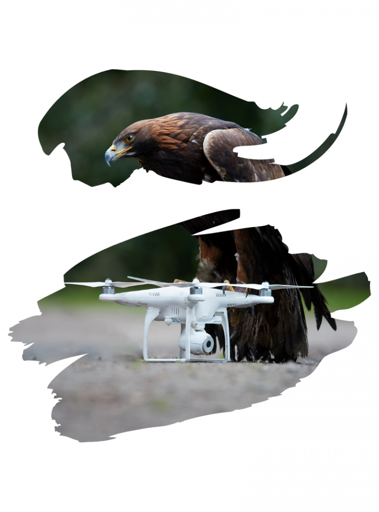 Commercial Bird Control | Specialist Bird Control Solutions